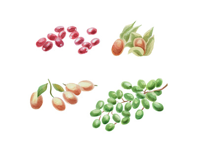Cranberries, physalis, kumquats, grapes illustration. fruity healthy