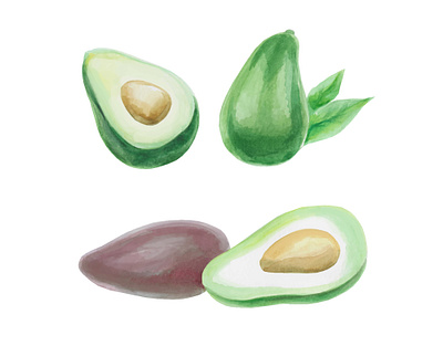Watercolor hand-drawn avocado fruit. Avocado illustration drawing eating