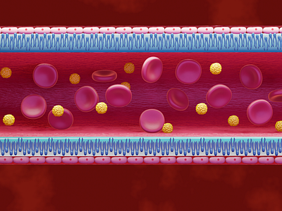 Cross Section Capillary blender3d medical illustration scientific illustrations