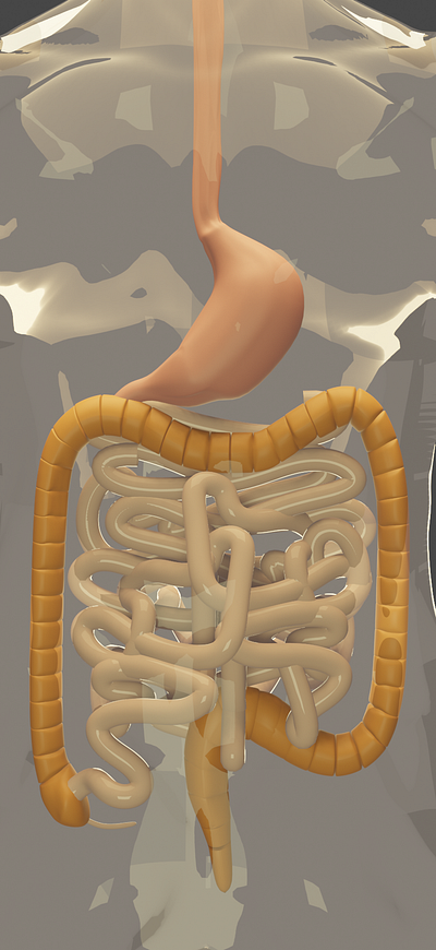 Gastro intestinal Tract 3d model blender3d medical animation medical design medical illustration