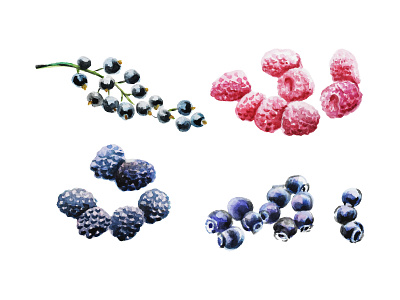 Watercolor blueberries, raspberries, blackberries, currants dessert ingredient