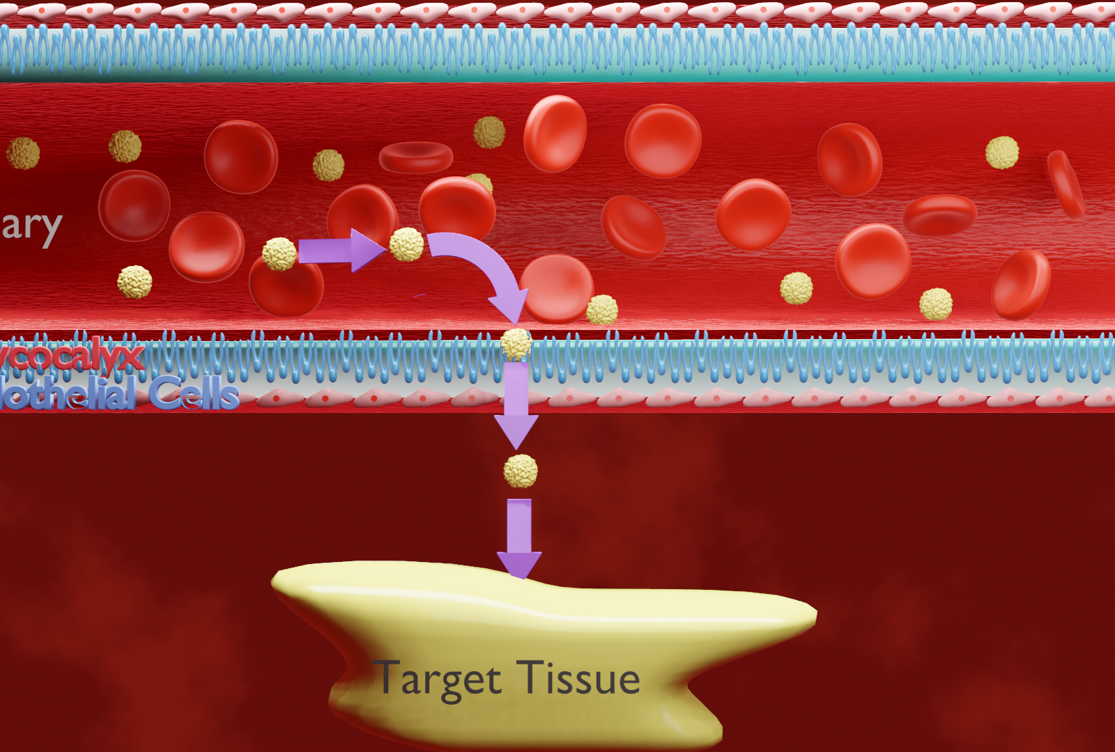 Capillary Exchange by Mohamed Soliman on Dribbble