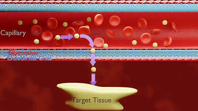 Capillary Exchange blender3d medical design medical illustration