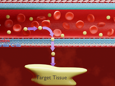 Capillary Exchange blender3d medical design medical illustration