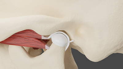 Tempero-mandibular Joint blender3d humana anatomy medical design medical illustration
