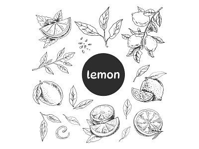 Hand drawn lemon set. Whole lemon, sliced pieces. lemonade vintage