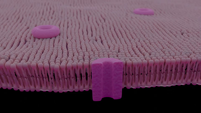 Lipid layer with protein channel bio medical animation blender3d medical animation medical design medical illustration