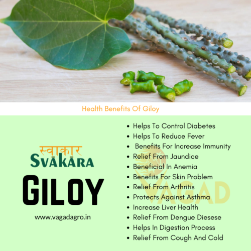 Incredible Health Benefits Of Giloy by Vagad Agro Services on Dribbble