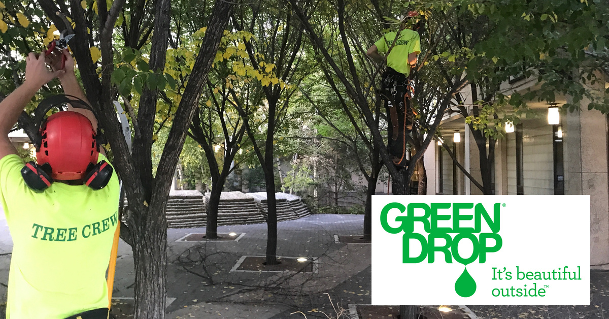 Green Drop Affordable Tree Care Services in Winnipeg by Green Drop on Dribbble