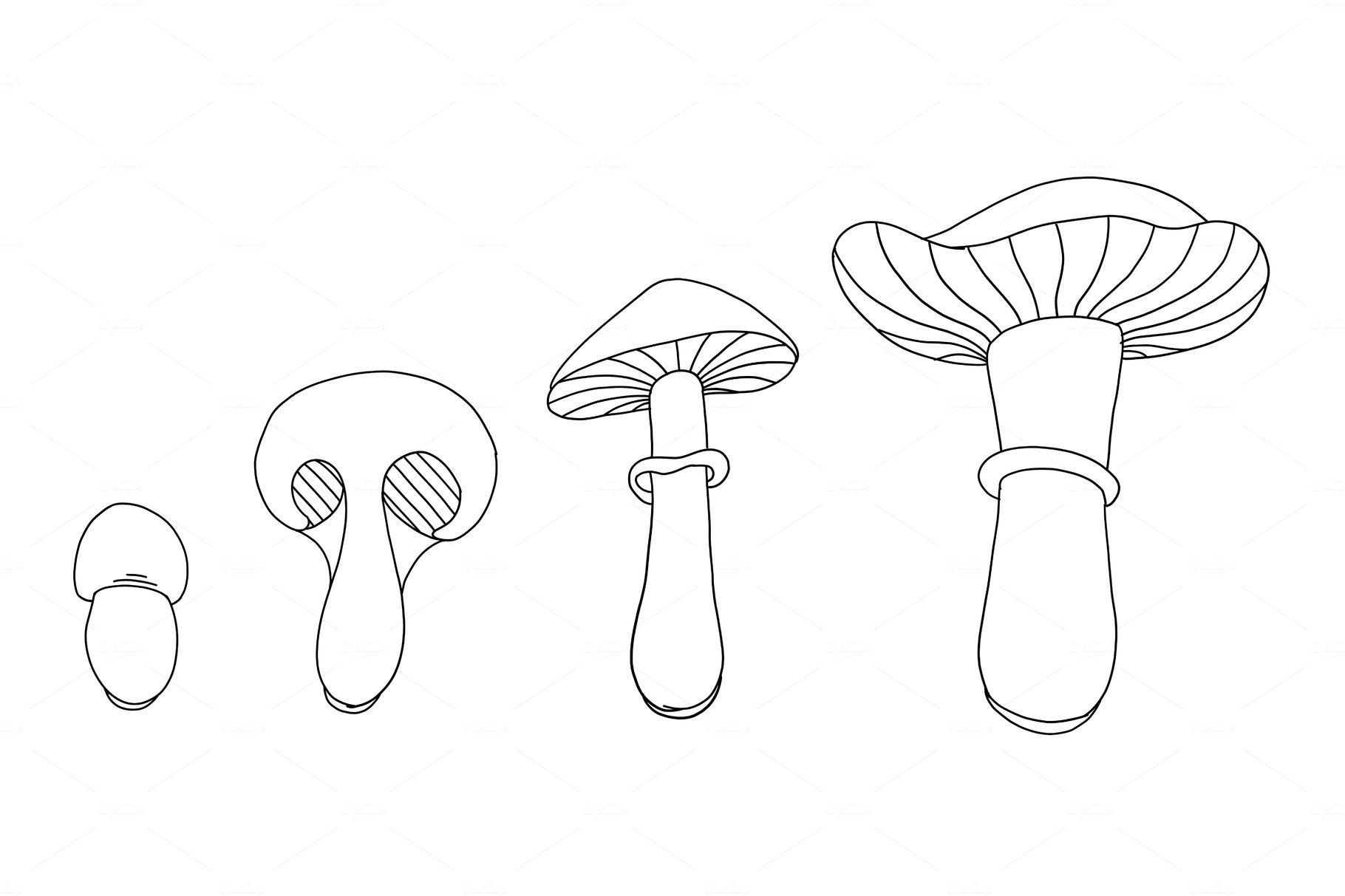 life-cycle-of-mushrooms-stages-of-by-grisha-borsch-on-dribbble