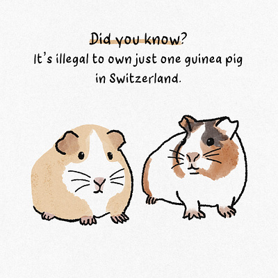 A lonely guinea pig. animal did you know digital art digital illustration drawing fact of the day fun fact guinea pig illust illustration jormation pet switzerland