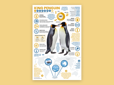 King Penguin Poster birds education illustrator king penguin penguin penguin art