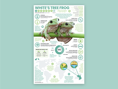 White's Tree Frog Poster education frog frog art frog illustration frog poster tree frog