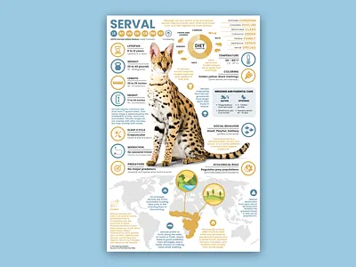 Serval Poster cat cat art cat poster education serval