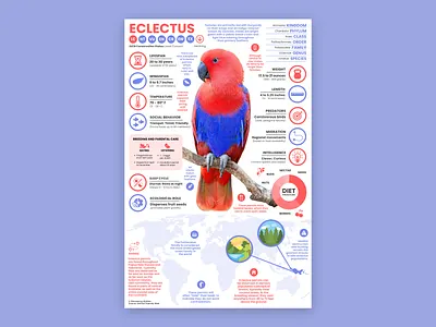 Eclectus Poster eclectus education parrot parrot art parrot illustration parrot poster