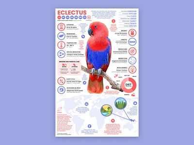 Eclectus Poster eclectus education parrot parrot art parrot illustration parrot poster