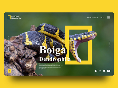 National Geographic Web Design design graphic design interaction interface logo ui ux web