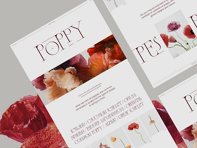 Beautiful typographic longread capital decoration design flower fonts fullwidth graphic design longread minimalistic photo poppy typography ui uiux website