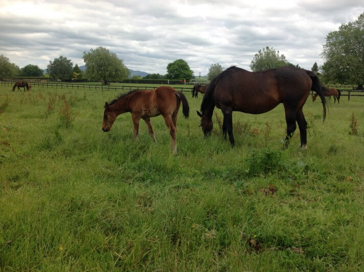 hindgut-ulcers-signs-and-treatment-by-abler-equine-health-treatment