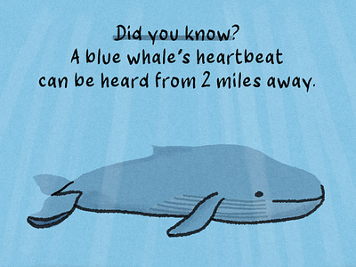 Blue Whale's heartbeat blue whale did you know fact of the day fun fact fun fact illustrated illustration jormation mammal ocean sea whale