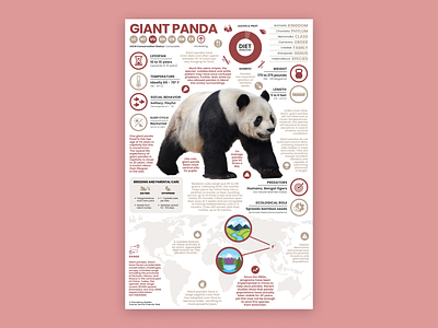 Giant Panda Poster education panda panda art panda illustration panda poster pandas