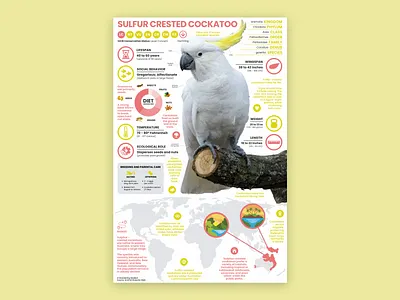 Cockatoo Poster cockatoo cockatoo poster education parrot parrot illustration parrot poster