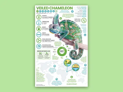 Veiled Chameleon Poster chameleon chameleon art chameleon poster education reptile reptile illustration