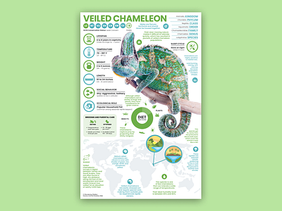 Veiled Chameleon Poster chameleon chameleon art chameleon poster education reptile reptile illustration
