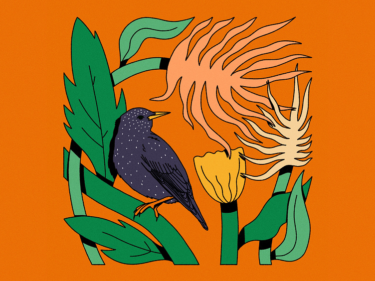 Starling by Kseniia Puzrova on Dribbble