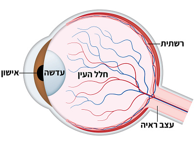 Human Eye Structure