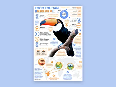 Toucan Poster bird infographic bird poster education toucan toucan poster