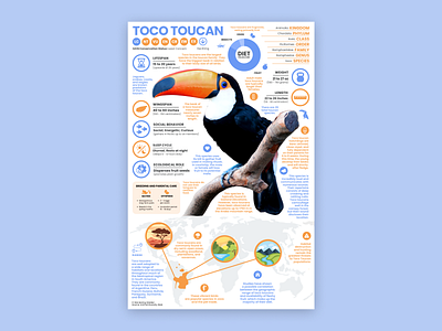 Toucan Poster bird infographic bird poster education toucan toucan poster