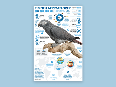 Timneh African Grey Poster african grey bird bird illustration bird poster education timneh