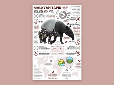 Tapir Poster animal infographic animal poster education tapir tapir illustration tapir poster