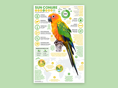 Sun Conure Poster bird illustration bird poster conure education parrot sun conure