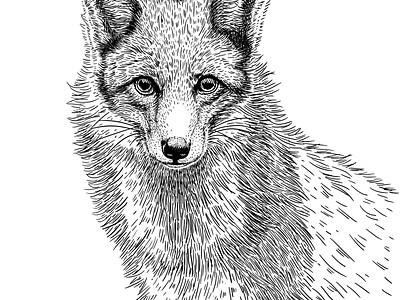Fox Drawing for watch black and white brand design illustration. drawing watch