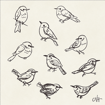 Bird Sketches bird birds handdrawn illustration sketch