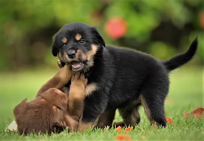 Photo of Puppies Playing animal photography dogs puppies