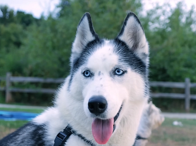 Potrait of a white husky Dog animal photography dog husky