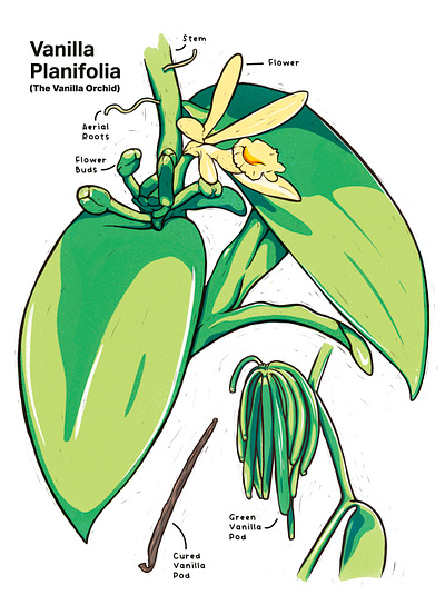 Vanilla Orchid Illustration bean education flower illustration orchid plant plant illustration procreate research science science illustration vanilla