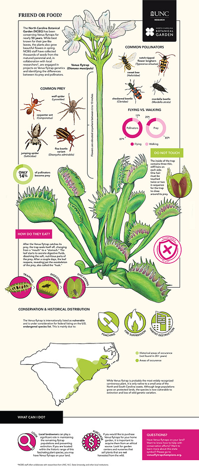 Friend or Food?: Protecting an Endemic Gem chapel hill education flytrap illustration infographic north carolina plant plant illustration research science unc venus flytrap