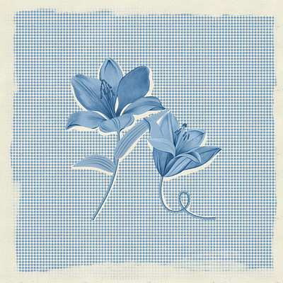 Lily Flowers blue botanical botanical art botanical illustration design digital illustration drawing flower flower drawing illustration lily nature procreate vintage