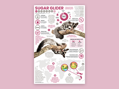 Sugar Glider Poster animal illustration animal poster education sugar glider sugar glider art