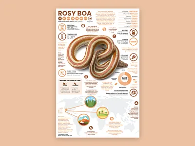 Rosy Boa Poster education rosy boa snake snake art snake illustration snake poster