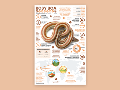 Rosy Boa Poster education rosy boa snake snake art snake illustration snake poster