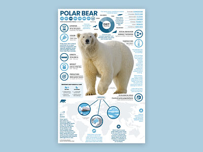 Polar Bear Poster education polar bear polar bear art polar bear illustration polar bear poster polar bears