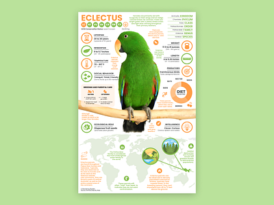 Eclectus Poster bird poster eclectus education parrot parrot art parrot poster