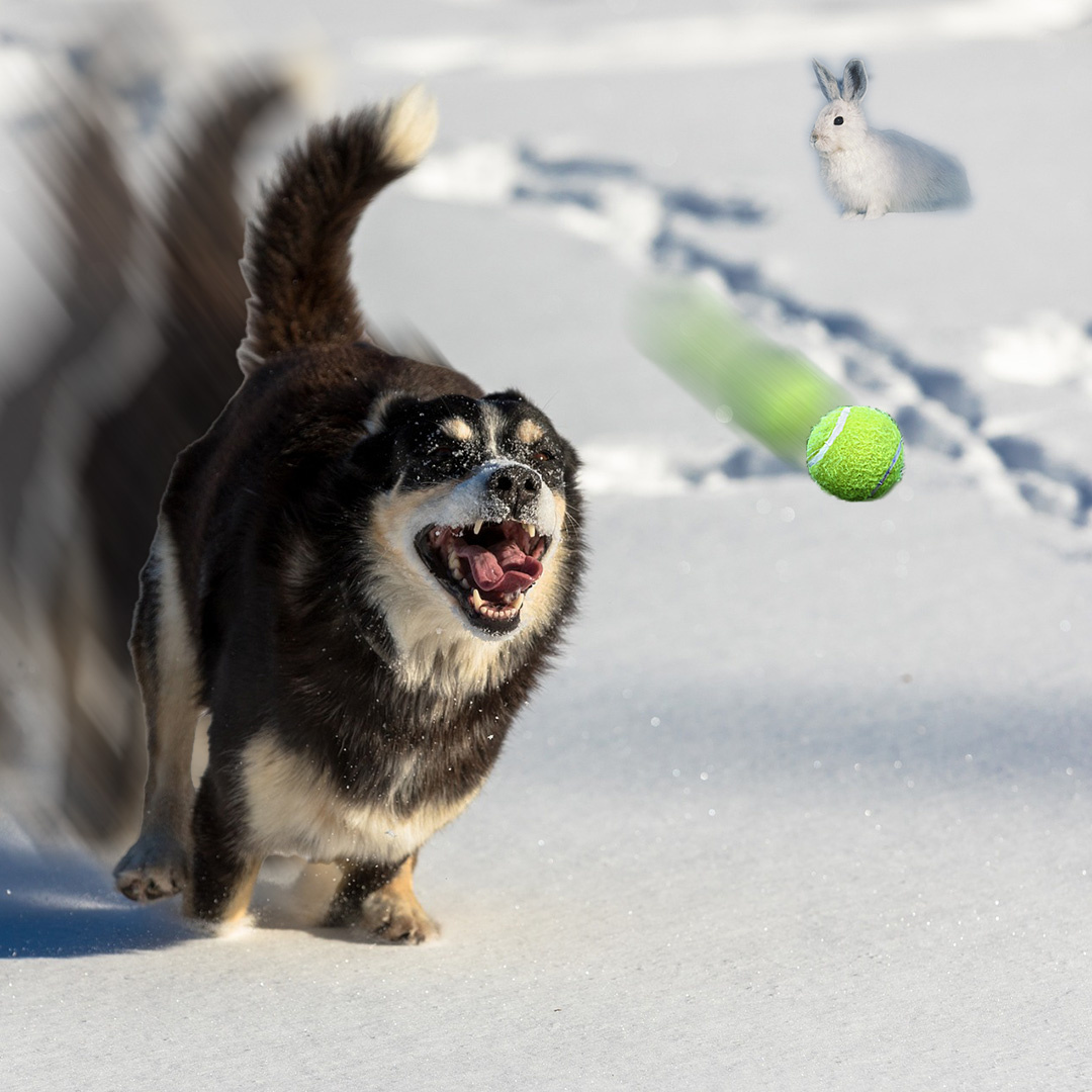 Dog in Motion by Witt Andresen on Dribbble