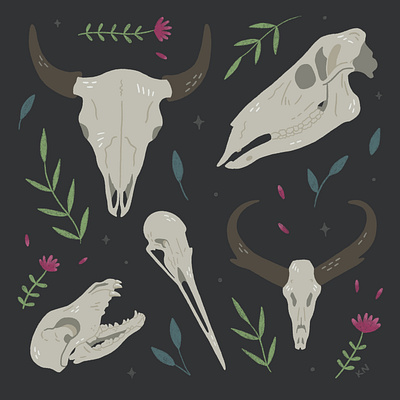 Great Plains Skulls art bison coyote crane drawing elk great plains illustration nature procreate pronghorn skulls