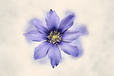 Anemone flower watercolor design graphic design illustration